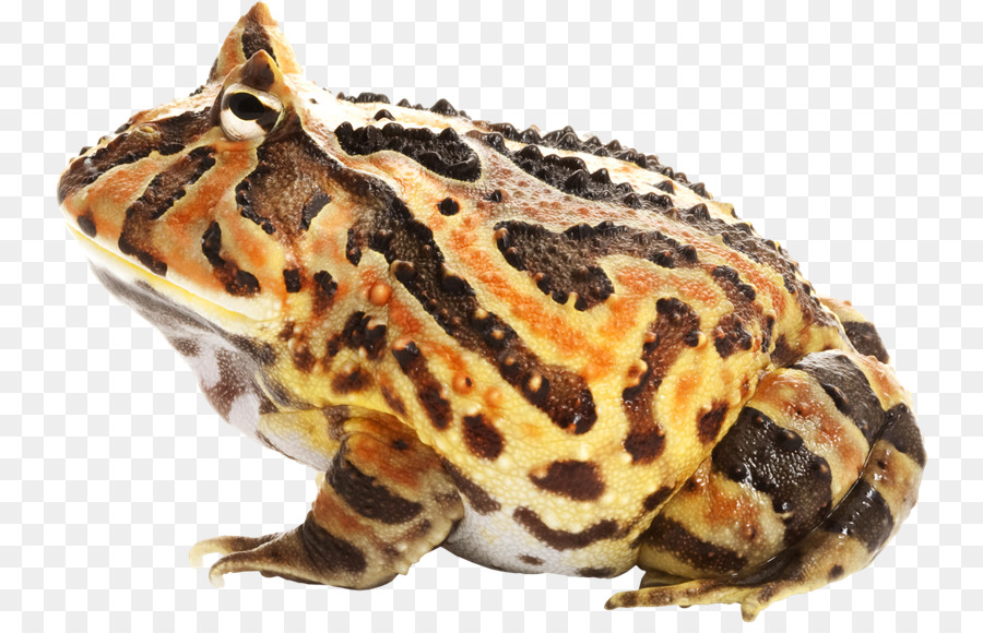 жаба，Лягушка PNG