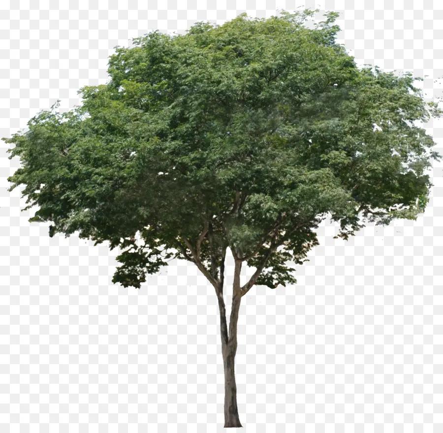 общие фиг，дерево PNG