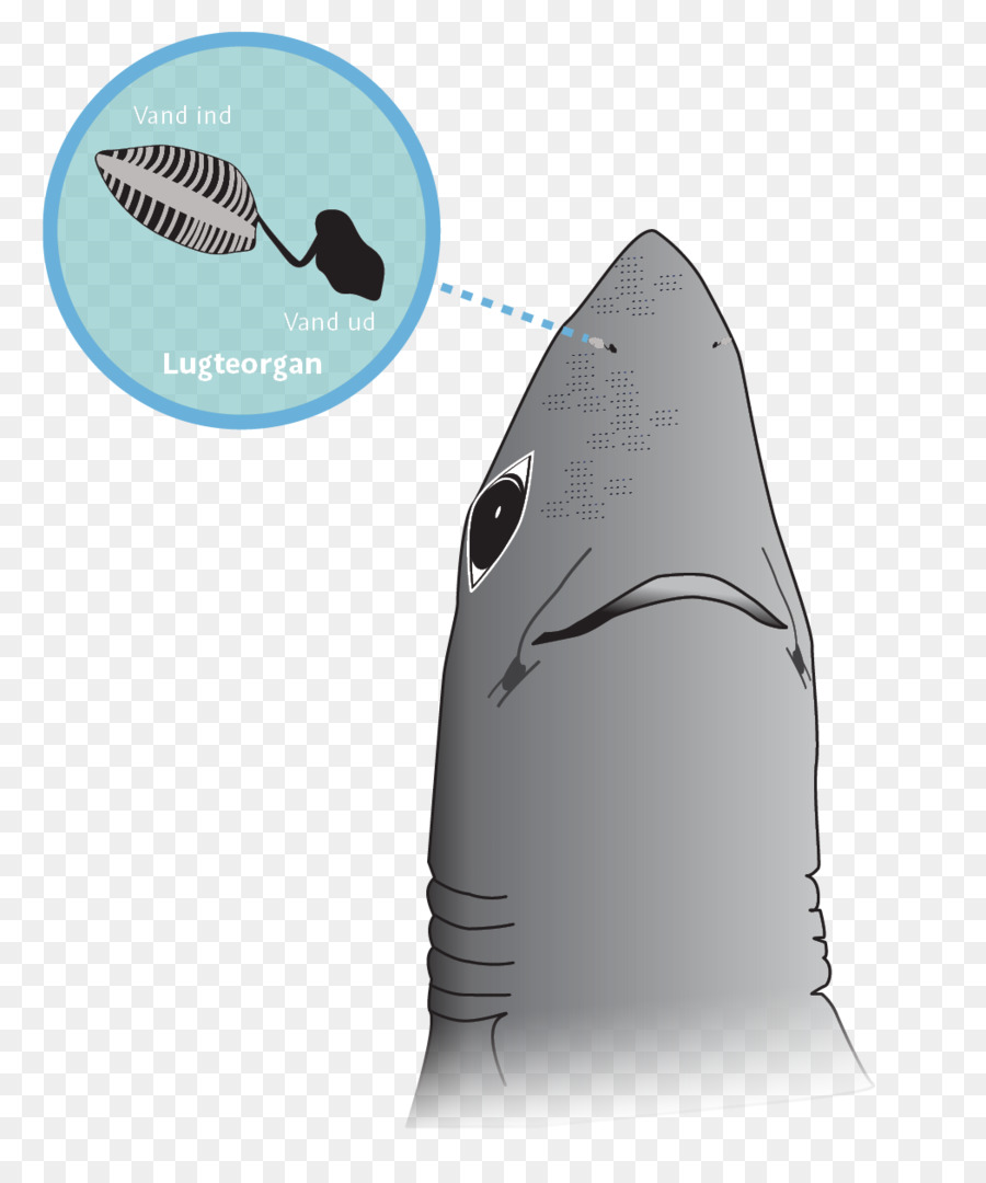 акула，смысл PNG