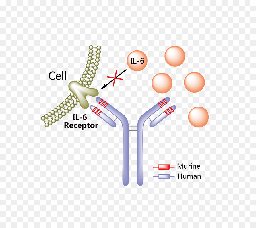 Сарилумаб. Моноклональные антитела тоцилизумаб. Моноклональное антитело к рецептору интерлейкина-6. Моноклональные антитела к рецепторам интерлейкина 6. Тоцилизумаб механизм действия.