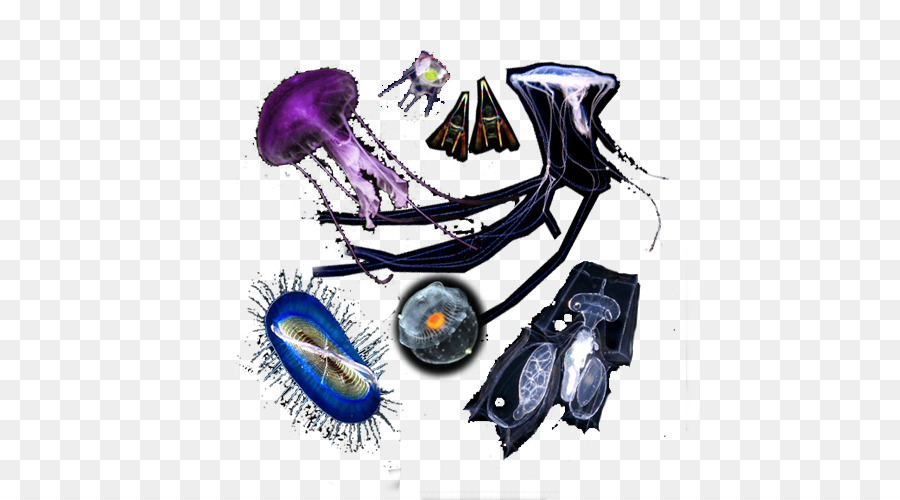 планктон，организм PNG