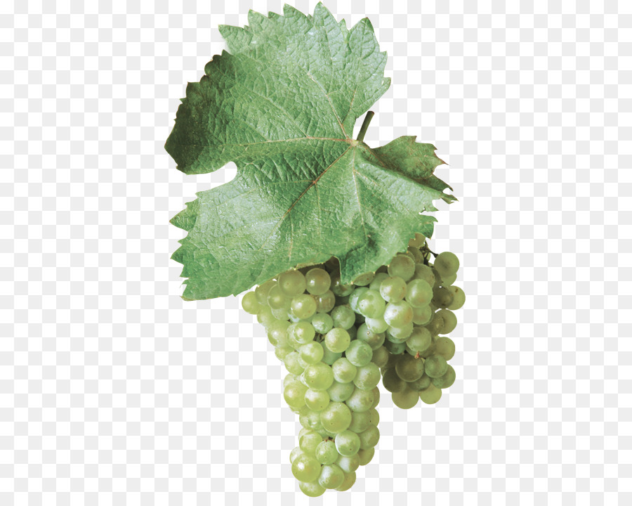Sultana，Common Grape Vine PNG