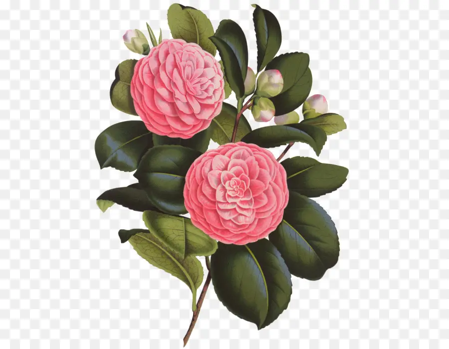 Japanese Camellia，Photography PNG