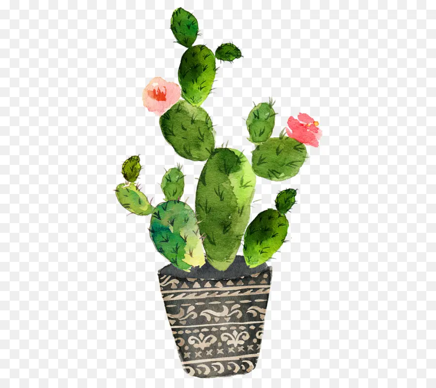 Cactaceae，рисование PNG