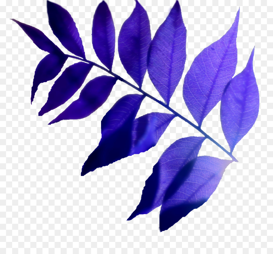 лист，фиолетовый PNG
