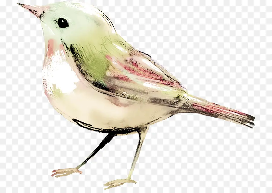 птица，акварельная живопись PNG