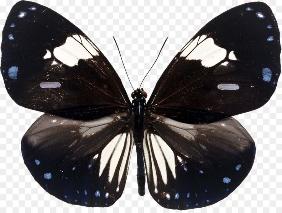 Бабочки с щеткой，бабочка PNG