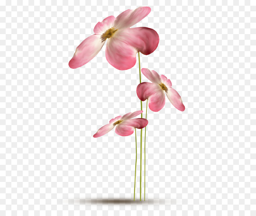 Evotex，цветок PNG