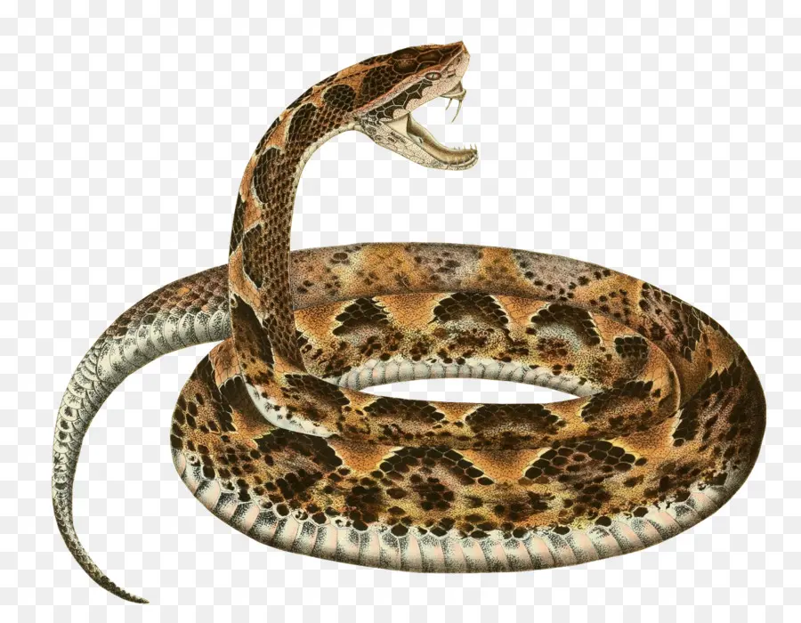 змея，Boa Constrictor PNG