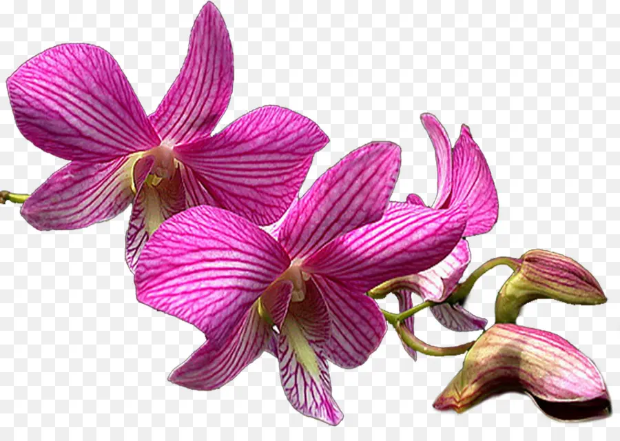 мотыльки орхидеи，орхидеи PNG