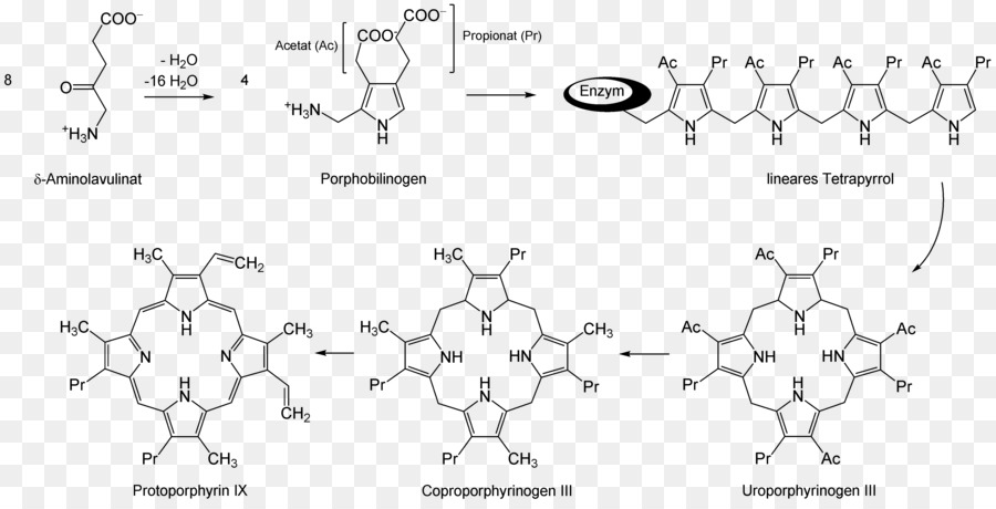 5 аминолевулиновая кислота，Аминолевувулиновая кислота синтаза PNG
