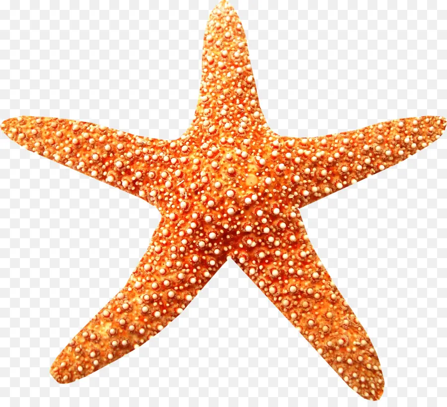 море，звезда PNG