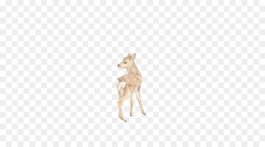 Reindeer，Койот PNG