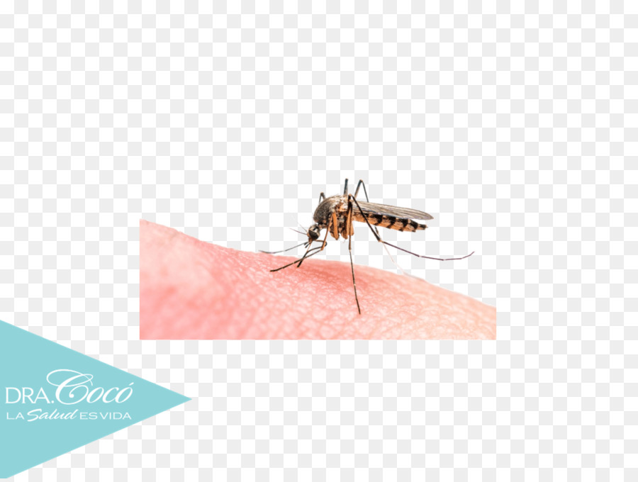 малярия，Болотные комары PNG