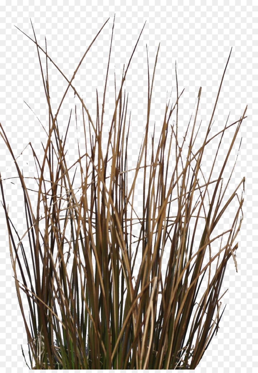 прутик，травы PNG