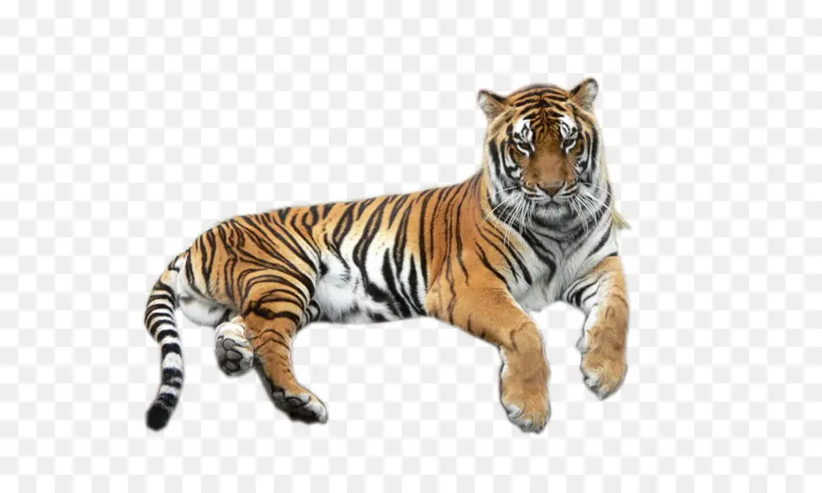 тигр，лев PNG