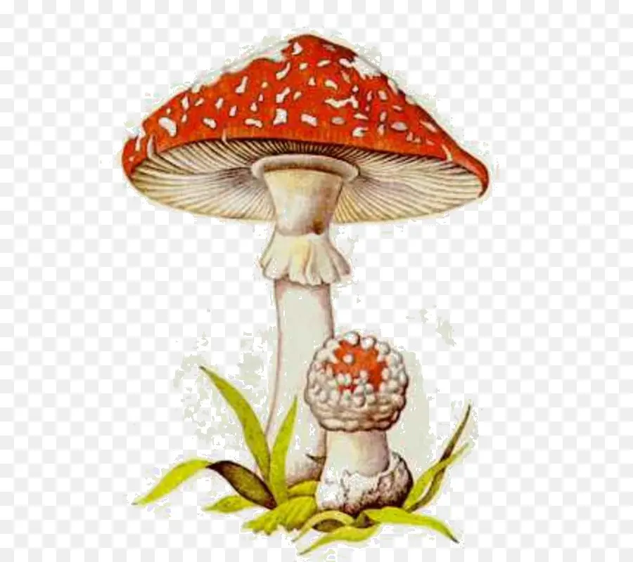гриб，Ядовитый гриб PNG
