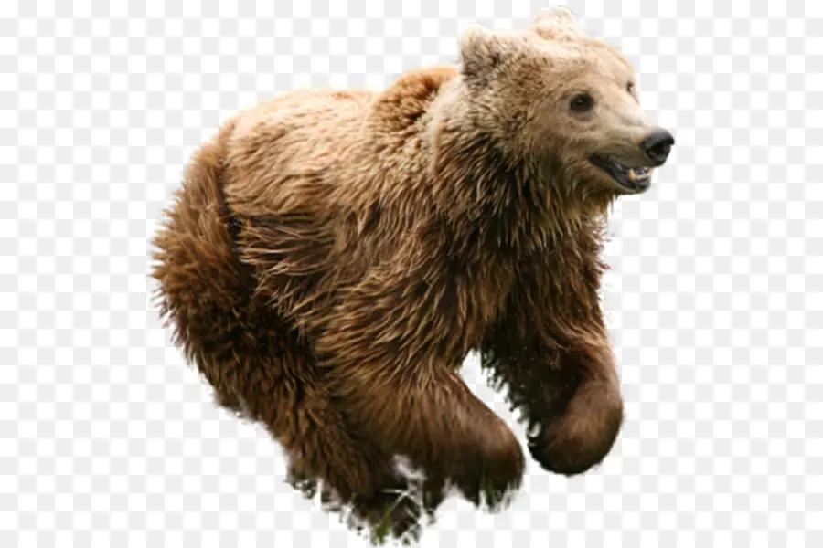 гризли，бурый медведь PNG