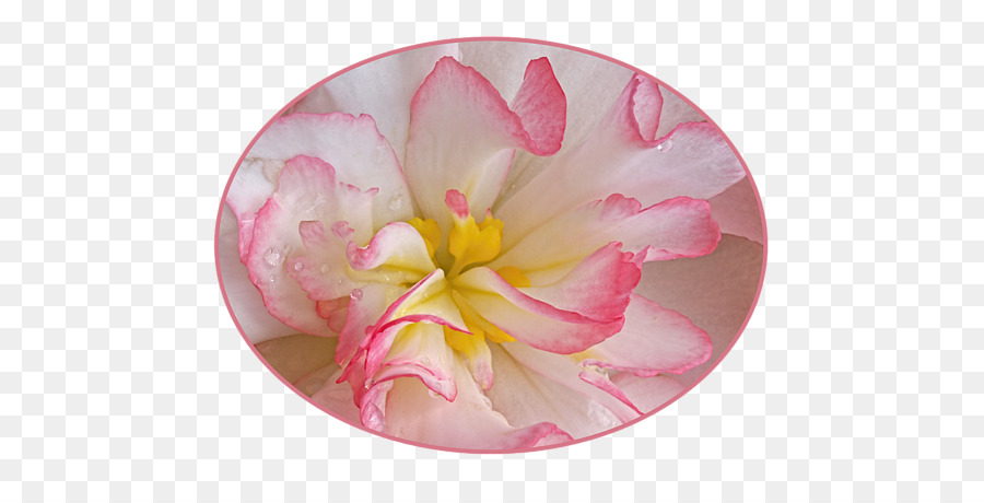 розовый M，цветок PNG