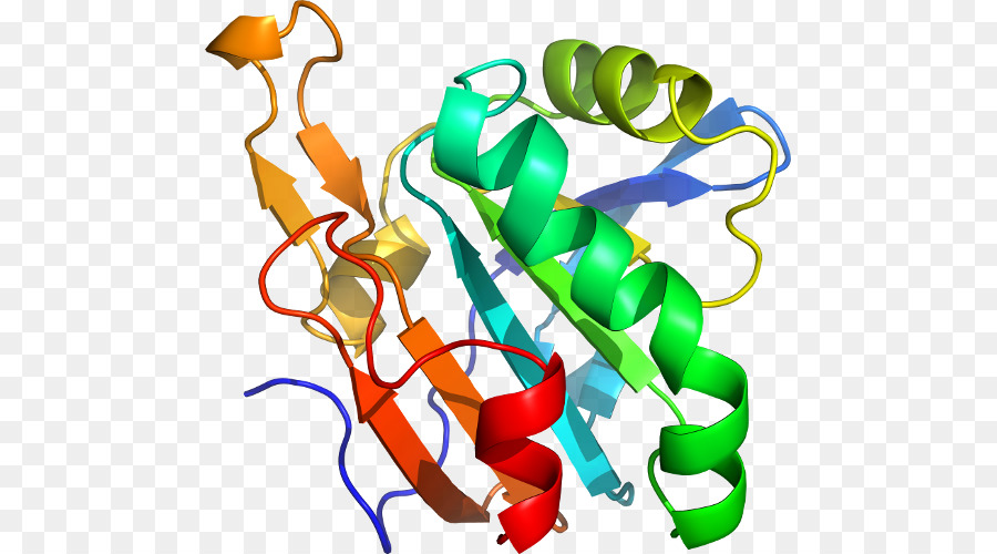 структура белка，молекула PNG