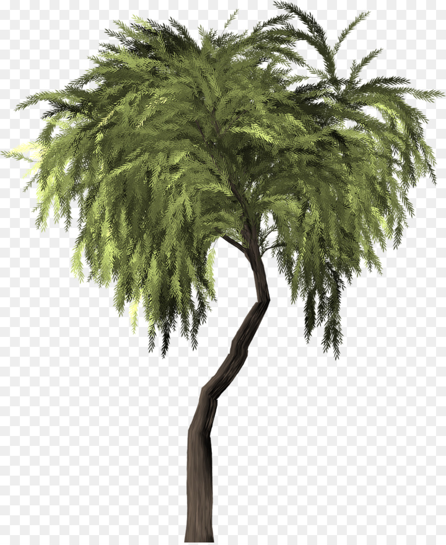 плакучая ива，дерево PNG