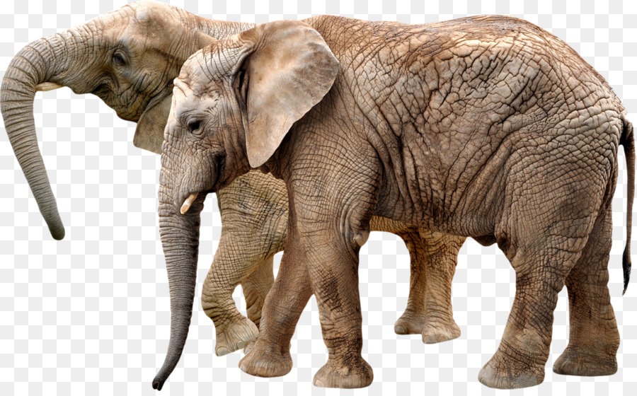окапи，Африканский слон Буша PNG