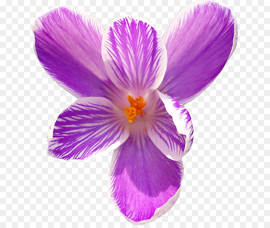Flower，Royaltyfree PNG