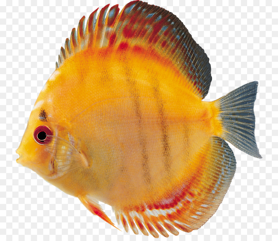 Фото рыбки на прозрачном фоне