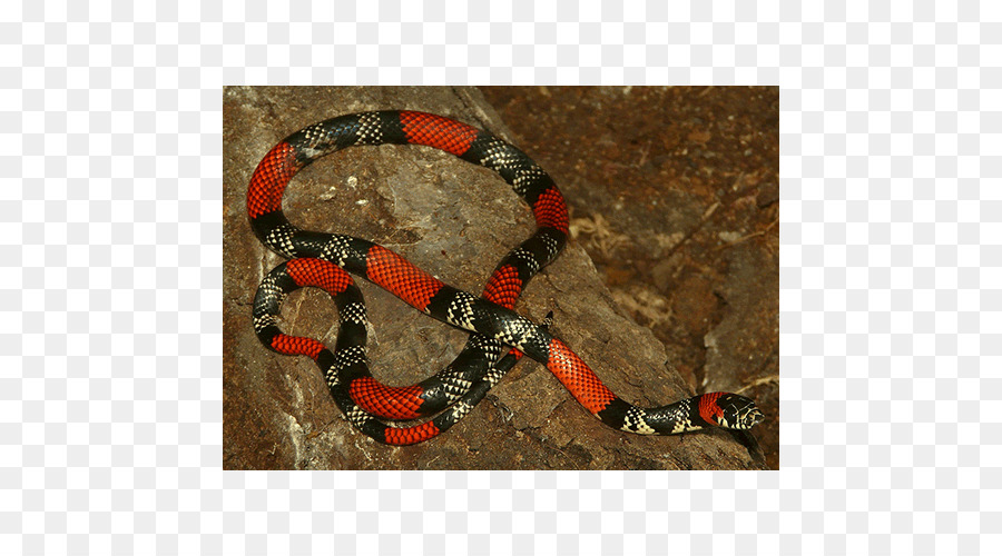 удав，Kingsnakes PNG