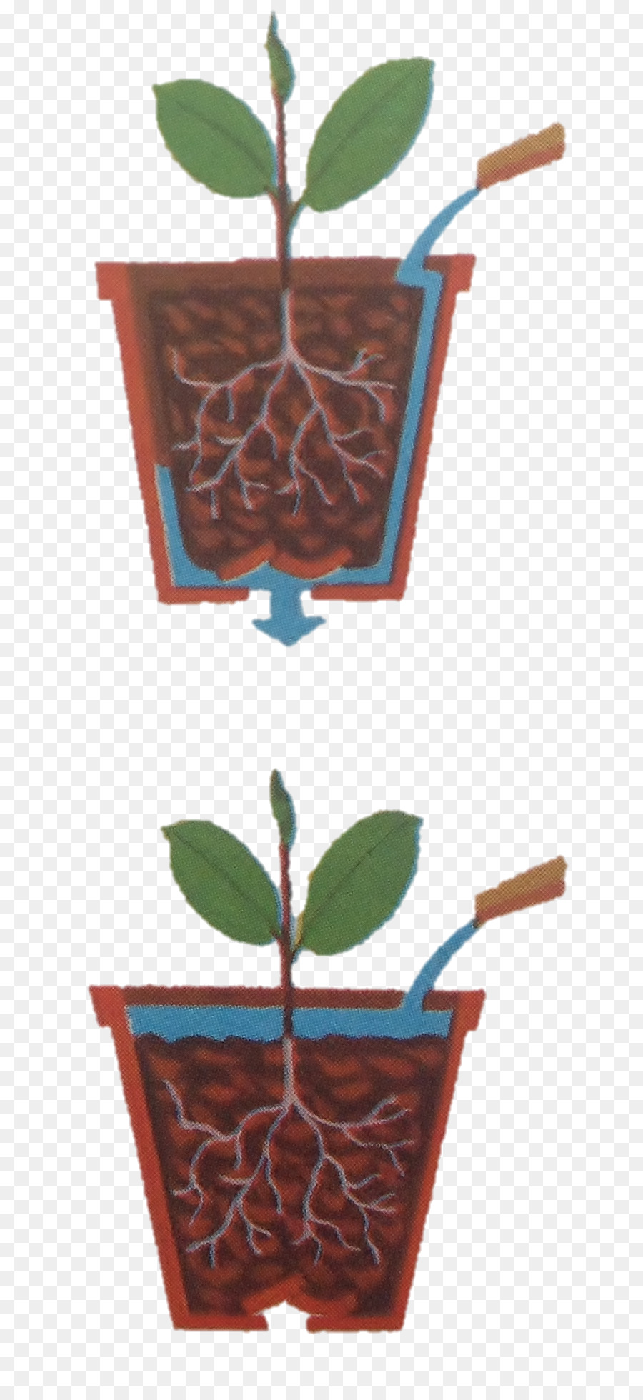 комнатное растение，горшок PNG