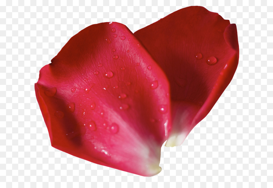 сад роз，лепесток PNG