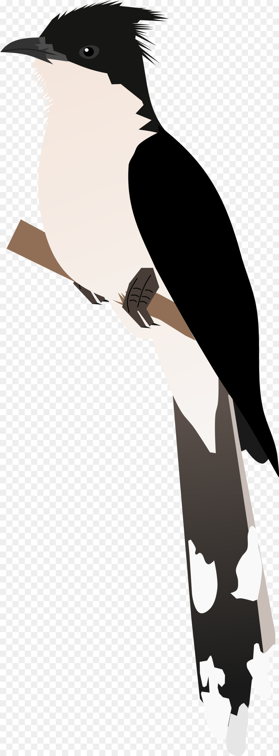клюв，птица PNG