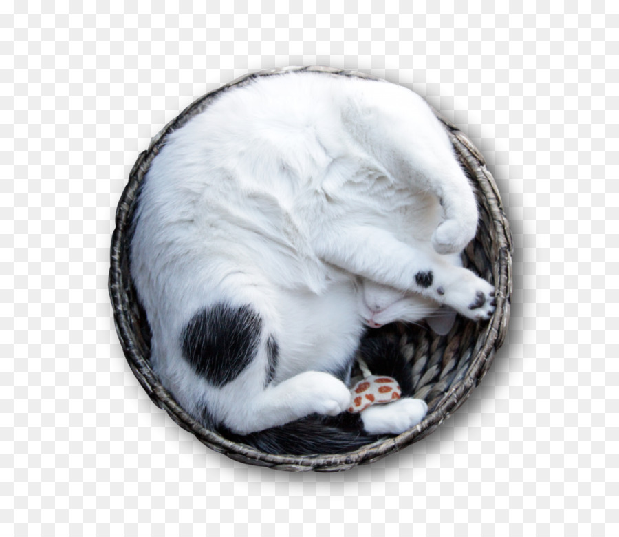 Спящий кот，Белый PNG