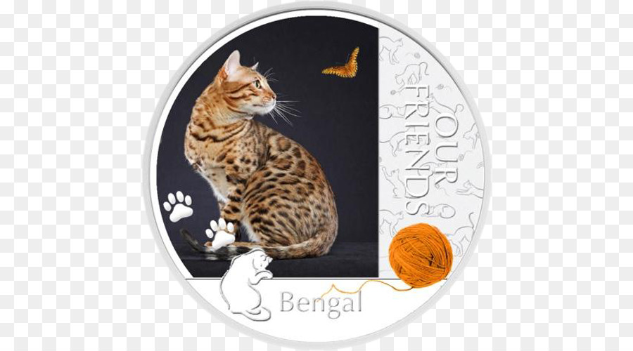 бенгальская кошка，британская короткошерстная PNG