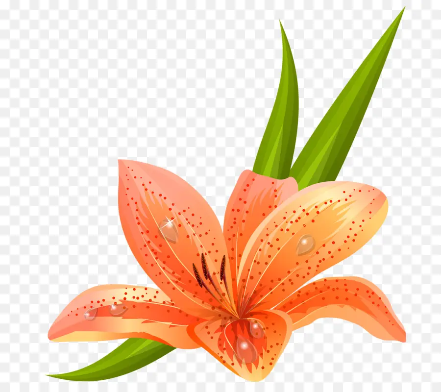 Orange Lily，Madonna Lily PNG