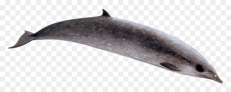 Шорт общий дельфин，Ginkgotoothed Клюка PNG