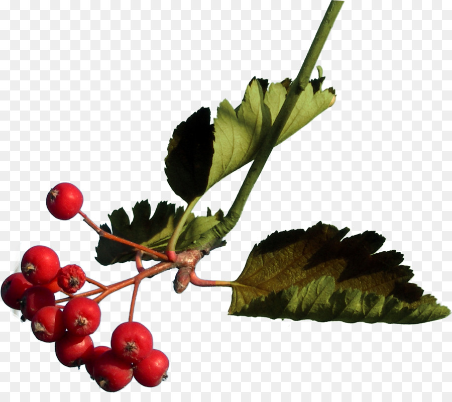 ягодка，Гроздья рябины PNG