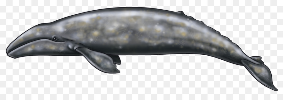 Дельфин，Аляска PNG