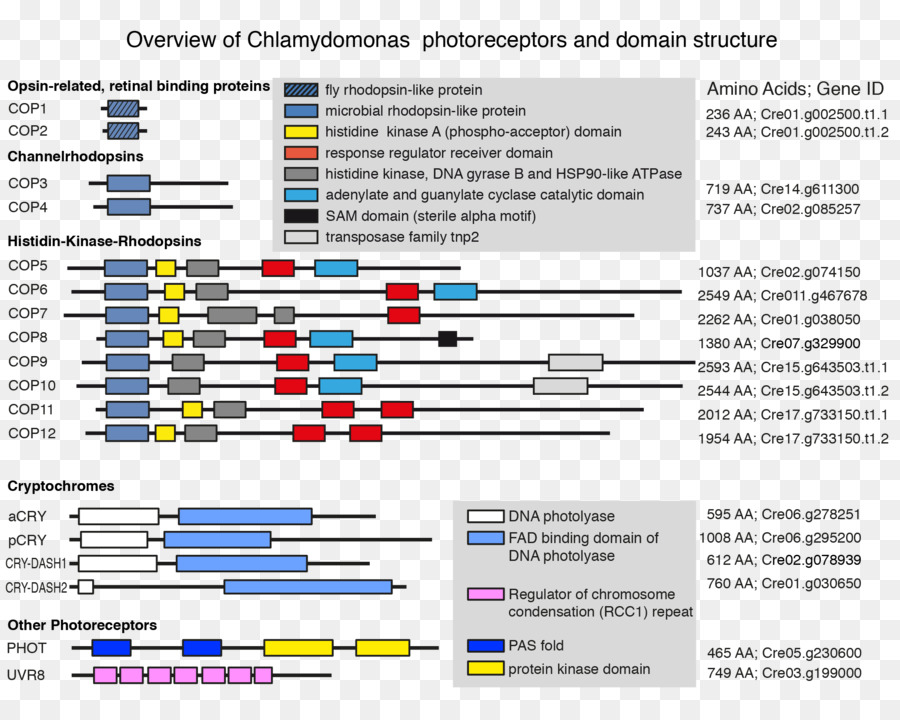 Chlamydomonas Reinhardtii，Crispr PNG