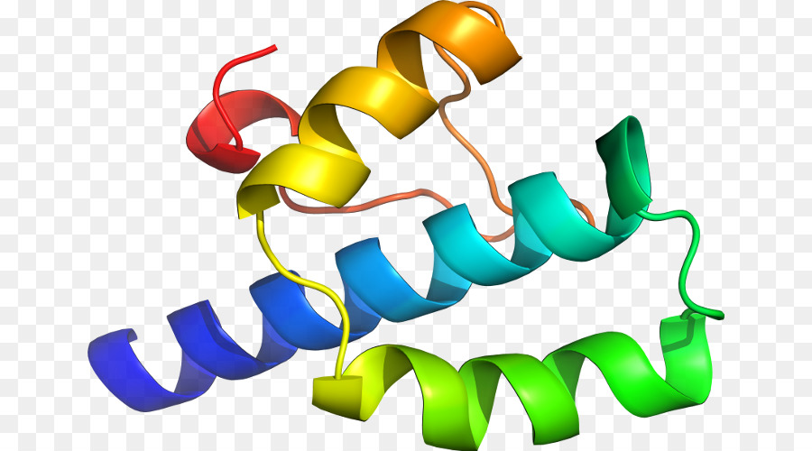 структура белка，молекула PNG