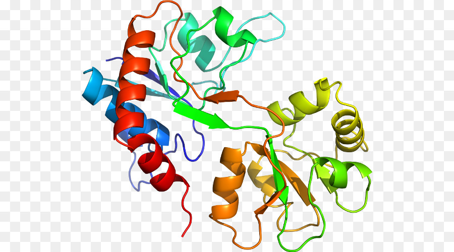 Структура белка，Молекула PNG