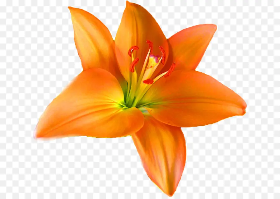 оранжевая Лилия，цветок PNG