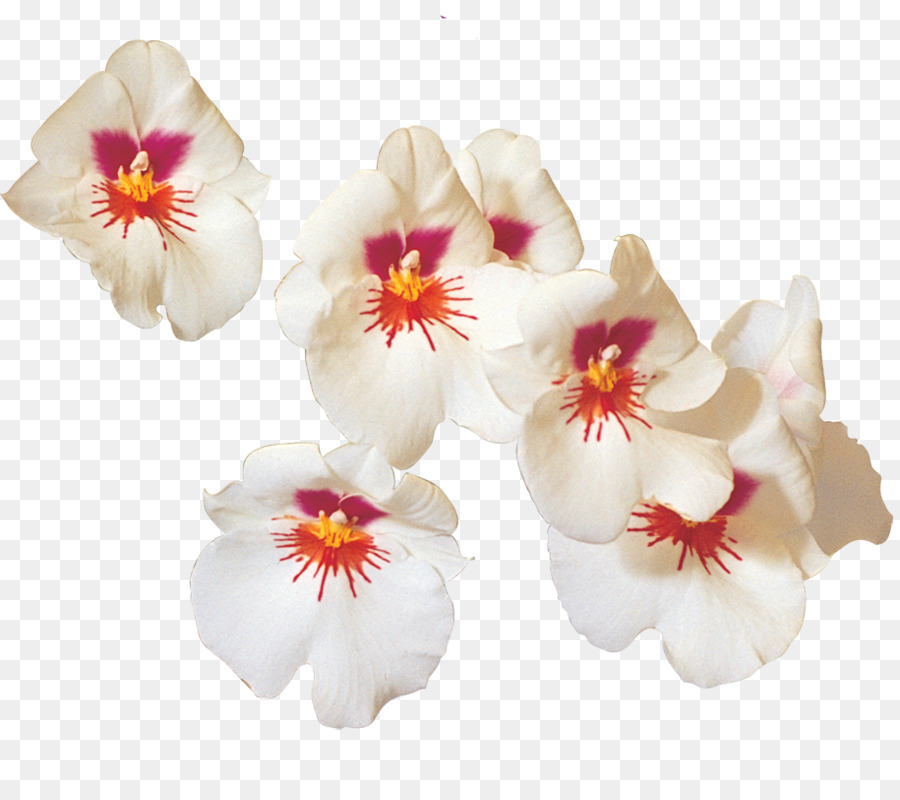 мотылек орхидеи，орхидеи PNG