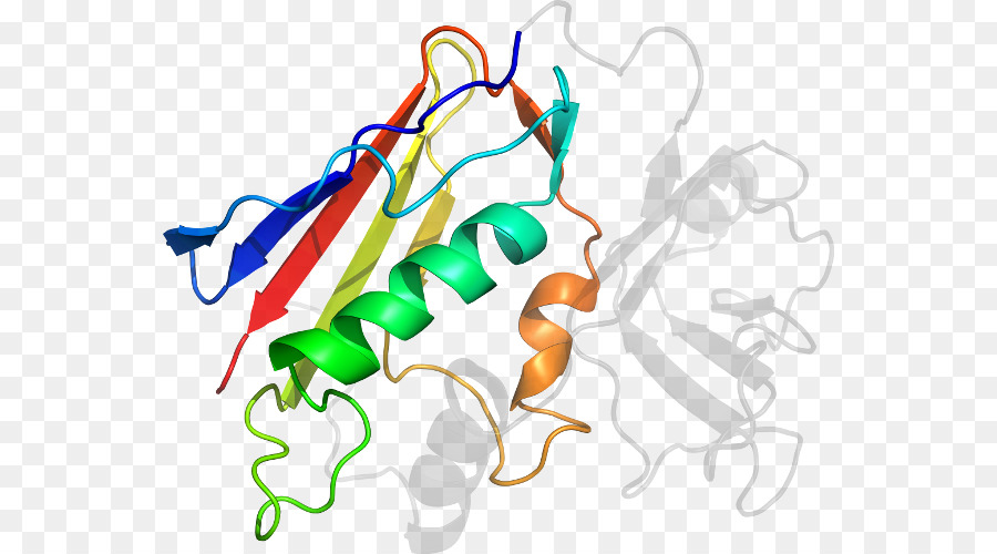 Структура белка，молекула PNG