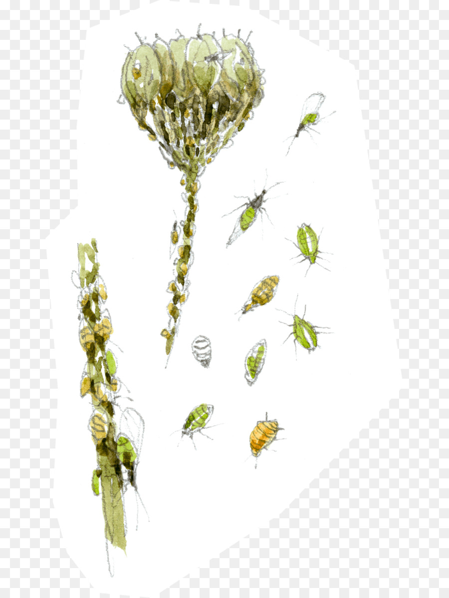 прутик，срезанные цветы PNG