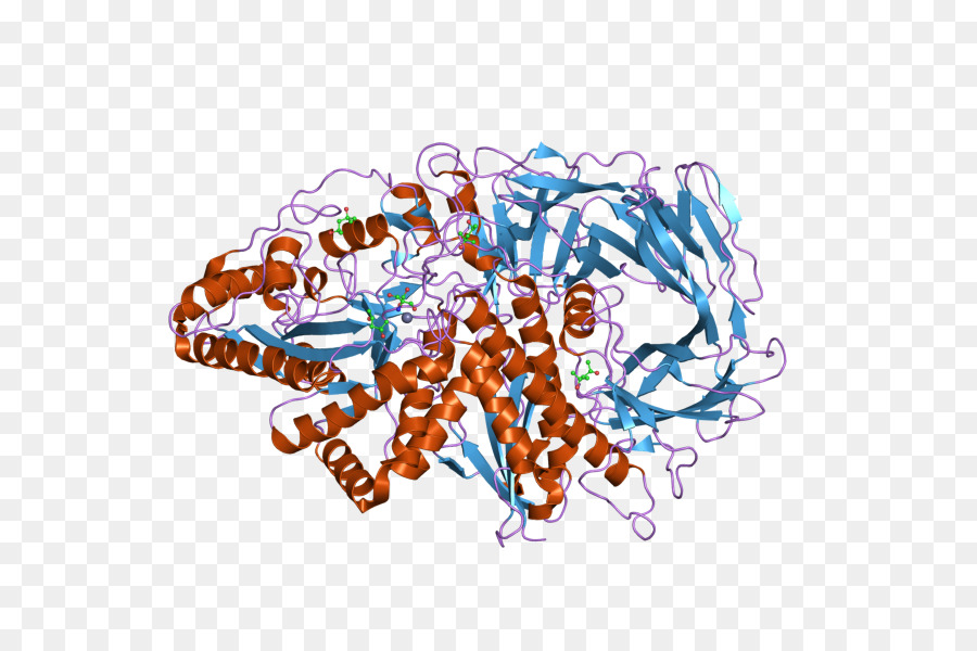 структура белка，молекула PNG