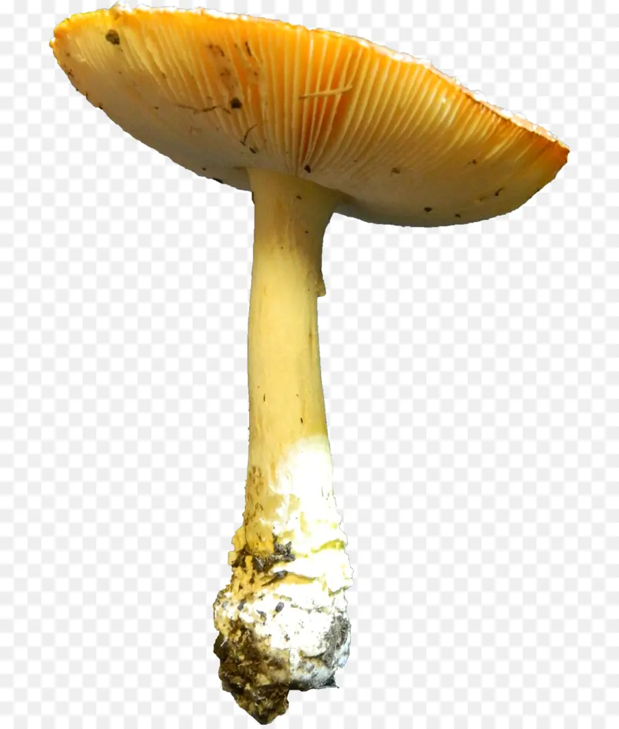 съедобный гриб，Agaricaceae PNG