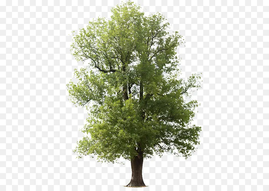дерево，зеленый золы PNG
