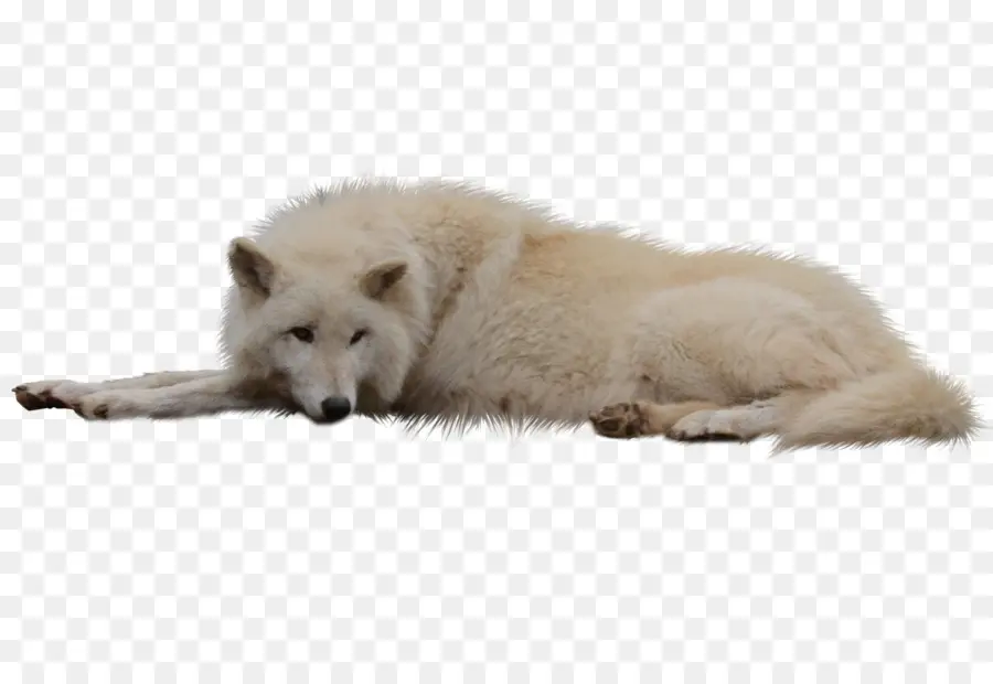 песец，гренландская собака PNG