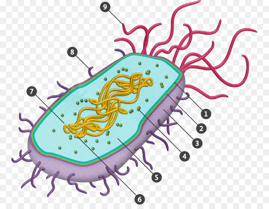 Бактерия рисунок без подписей